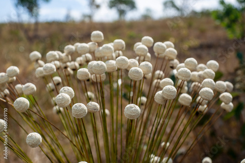 Foto macro de uma planta tipica do cerrado conhecida como chuveirinho photo
