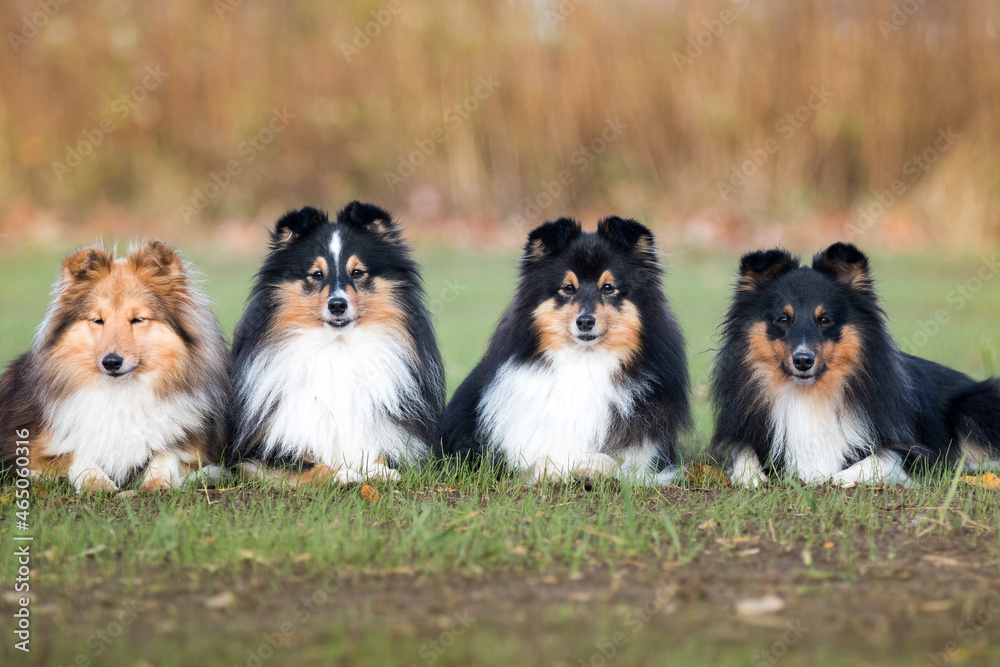 Nice group of beautiful purebred sheltand sheepdogs, sheltie lies outside on the green grass. Attentive tricolor and sable white little collie, lassie dogs outdoors on autumn sunny day Nice group of beautiful purebred sheltand sheepdogs, sheltie lies outside on the green grass. Attentive tricolor and sable white little collie, lassie dogs outdoors on autumn sunny day