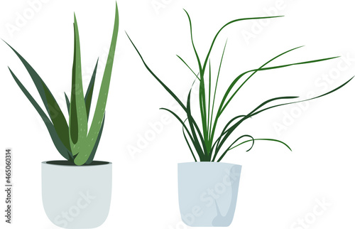 Vector house plant clipart. Small potted plant element. Aloe vera and spider plant flat illustration.