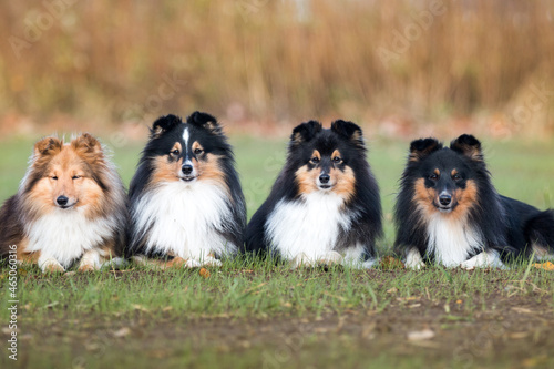 Fototapeta Naklejka Na Ścianę i Meble -  Nice group of beautiful purebred sheltand sheepdogs, sheltie lies outside on the green grass. Attentive tricolor and sable white little collie, lassie dogs outdoors on autumn sunny day 