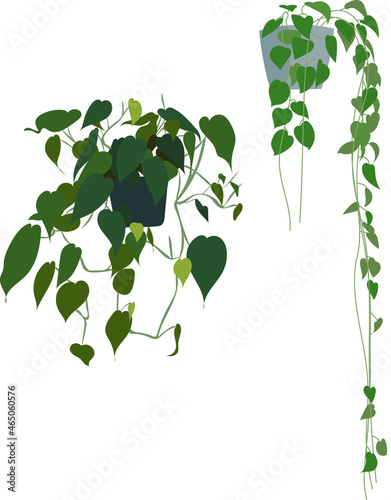 Vector house plant clipart. Hanging plants element. Flat illustration pothos and philodendron plants.