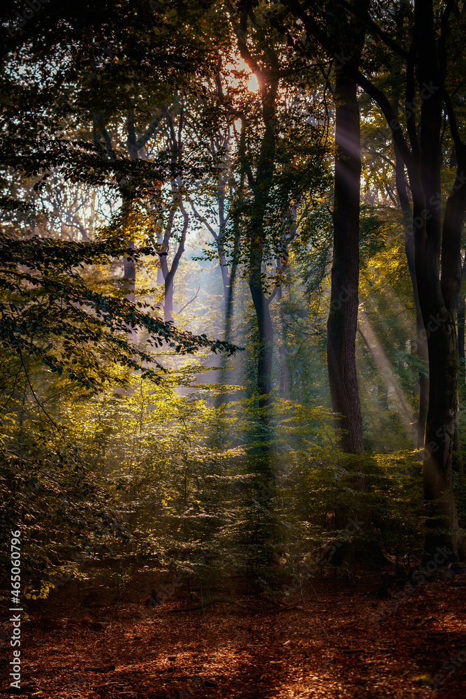 Light haze or morning fog. Sun shines through the trees in a forest. Sunny magical forest in the rays of the rising sun in the morning time. Sun rays emerging though the green trees
