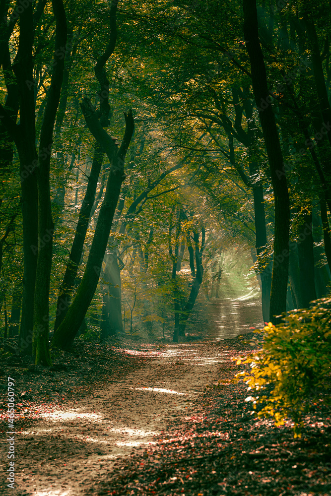 Trail through the autumnal forest on a foggy morning