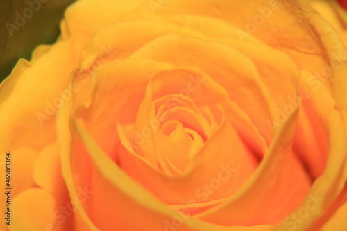 Close up of pretty romantic roses