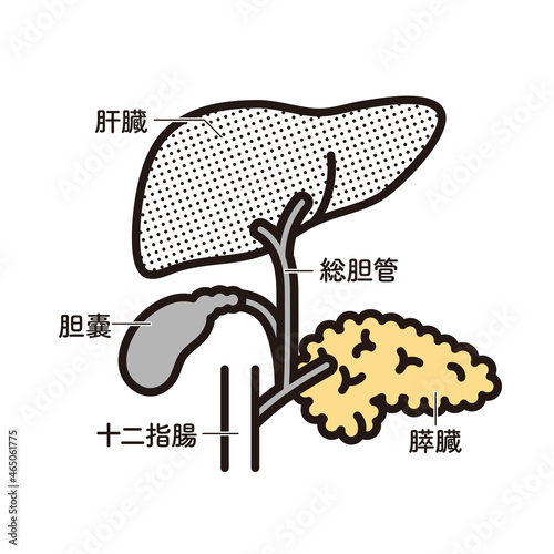 シンプル　イラスト　肝臓　膵臓　胆嚢　十二指腸