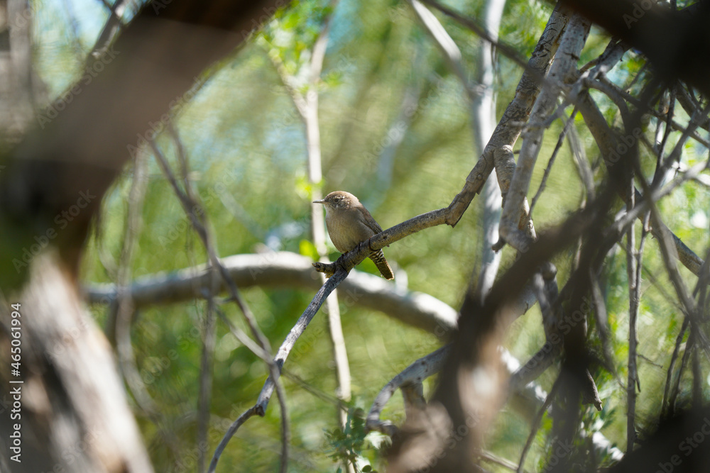 House Wren House Wren