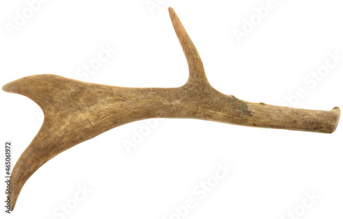 horn of a deer isolated on white
