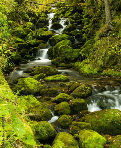 Fototapeta Naklejka Na Ścianę i Meble -  moss-covered boulders and small mountain creek in lush green forest