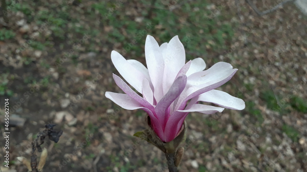 Fototapeta premium Beautiful flower in the garden for good colorful floral background