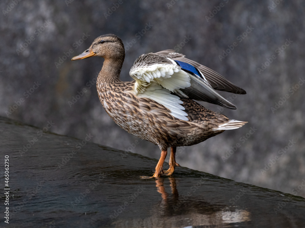 A female Mallard dabbling duck, Anas platyrhynchos closeup and posing, with a bokeh background. A female Mallard dabbling duck, Anas platyrhynchos closeup and posing, with a bokeh background.