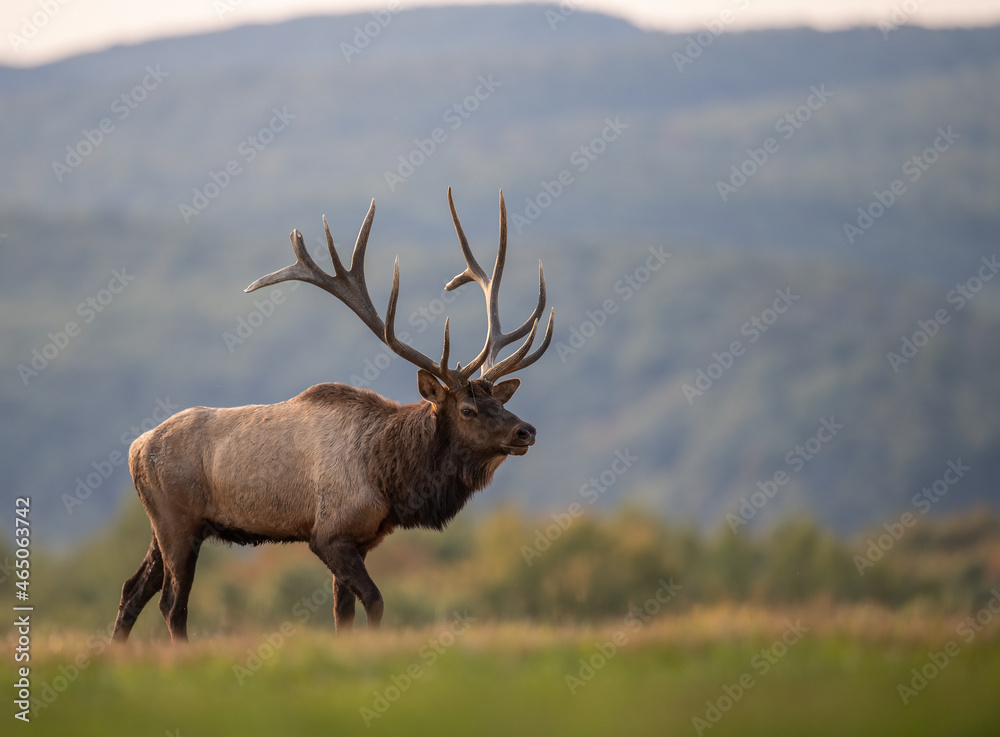 Naklejka premium Bull Elk during the rut season in Autumn 