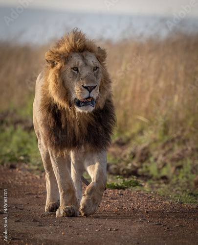 A male lion in the Maasai Mara, Africa