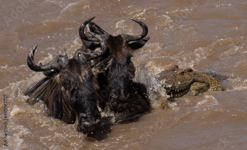 A crocodile chasing wildebeest during the great migration in Africa 