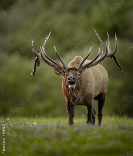 Bull Elk during the rut season in Autumn 