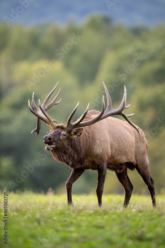 Bull Elk during the rut season in Autumn  © Harry Collins