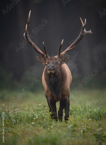 Bull Elk during the rut season in Autumn 