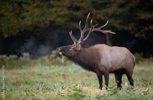 Bull Elk during the rut season in Autumn 