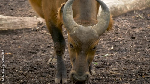 An aggressive Forest buffalo slowly walks towards the camera in slow-motion. photo