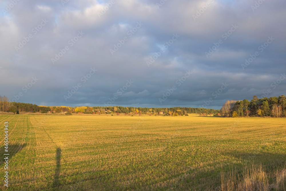 Gorgeous colorful fall landscape view. Yellow field and trees on blue cloudy sky background. Sweden. 