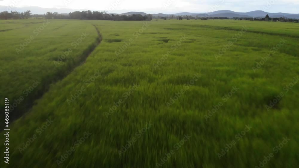 Aerial view green paddy rice plantation field sunset sky agricultural industry Aerial view green paddy rice plantation field sunset sky agricultural industry