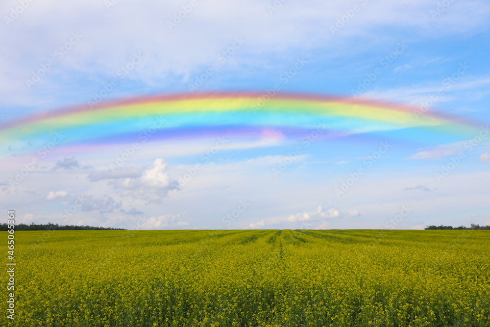 Beautiful rainbow in blue sky over green field on sunny day Beautiful rainbow in blue sky over green field on sunny day