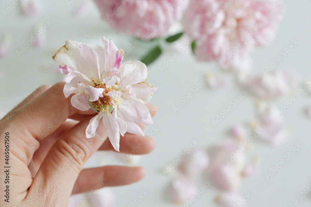 Hand holding a wilted rose in background of fallen petals Hand holding a wilted rose in background of fallen petals