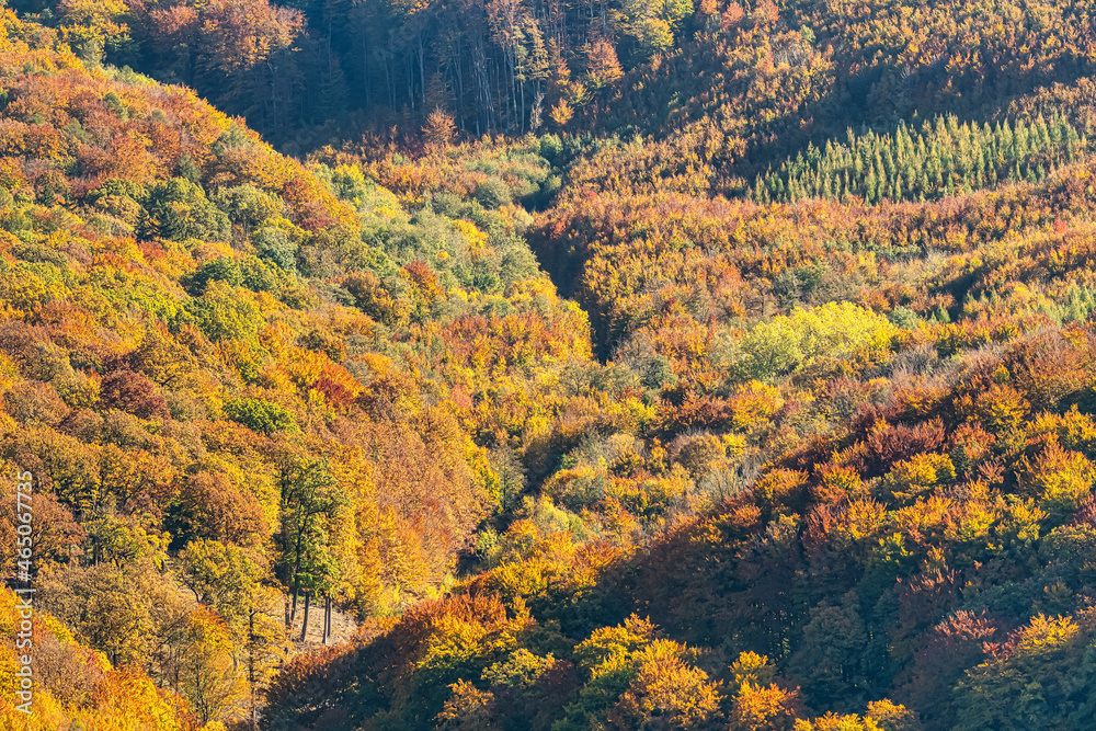 View on Vienna Woods in autumn