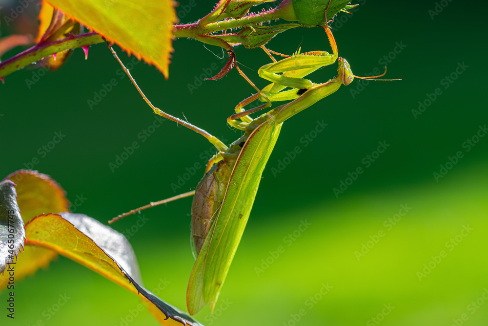 Praying mantis insect on the green leaf of plant. These insects used as