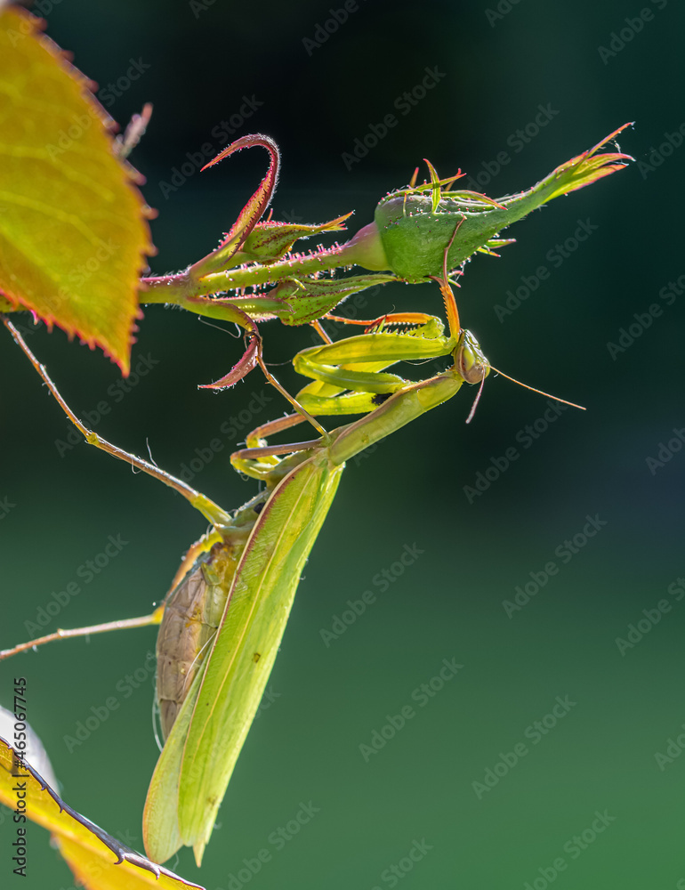 Praying mantis insect on the green leaf of plant. These insects used as