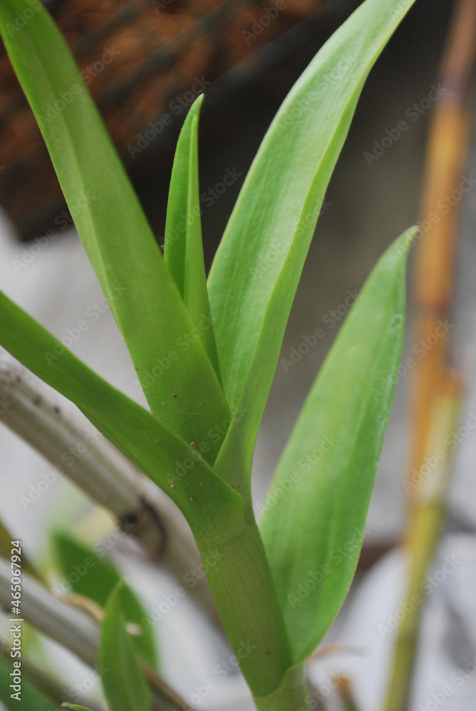 Obraz premium plant, nature, leaf, spring, flower, leaves, garden, flora, grass, macro, close-up, tulip, summer, closeup, flowers, green, bud, foliage, fresh, abstract, background