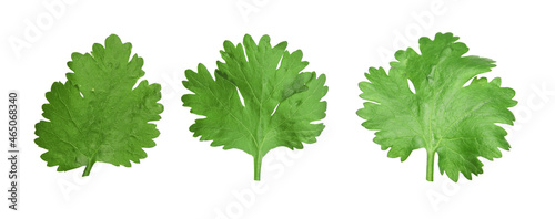 Set with fresh coriander leaves on white background. Banner design