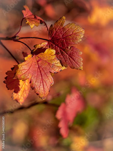 Isolated gooseberry twig with leaves in autumn colours. Blurred background, copyspace. 