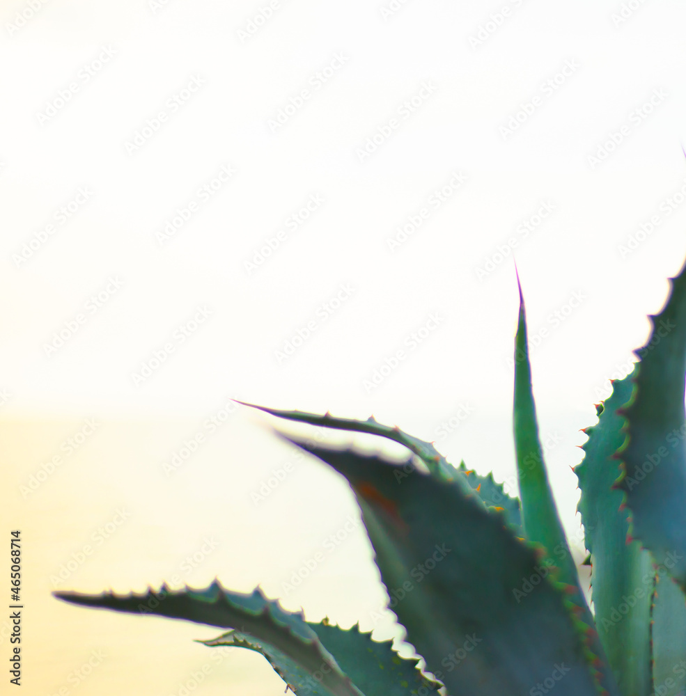 Corner for text. Juicy sacculent with needles. Cacti. Aloe. Health, spa, alternative medicine and wellness topics. Corner for text. Juicy sacculent with needles. Cacti. Aloe. Health, spa, alternative medicine and wellness topics.