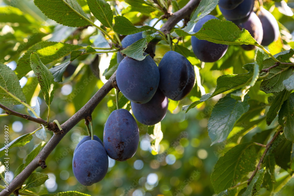 Plum tree with juicy fruits on sunset light Plum tree with juicy fruits on sunset light