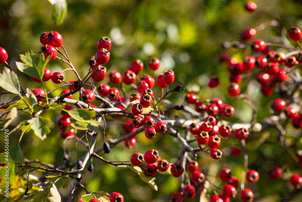 Obraz premium Branch of ripe hawthorn at sunny autumn day, close up