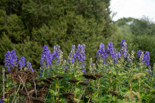 Autumn Flowering Bright Blue Flower Heads on a Perennial Monk's Hood Plant (Aconitum carmichaelii 'Arendsii') Growing in a Herbaceous Border in a Garden in Rural Devon, England, UK