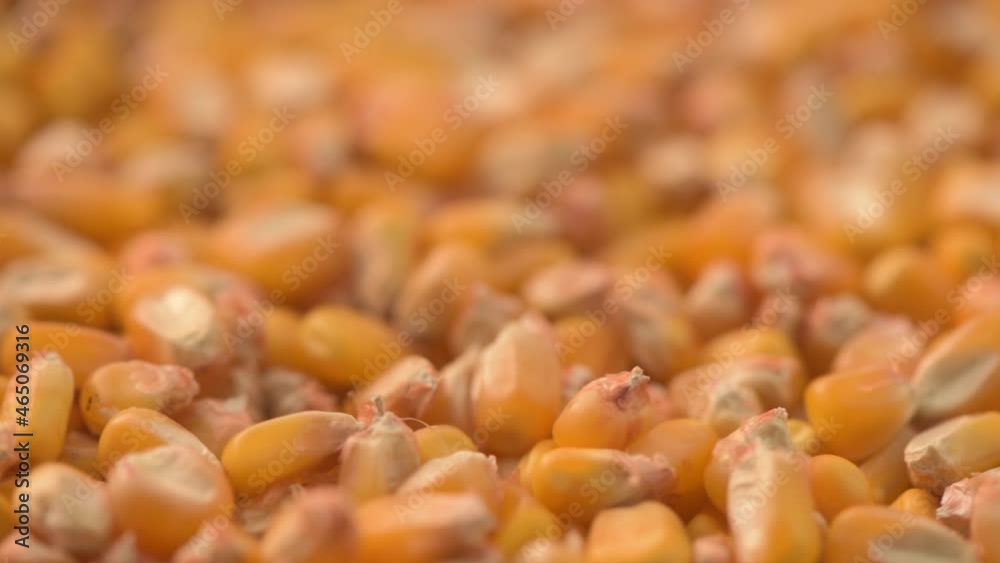 Pile of ripe yellow corn grain on turning plate Pile of ripe yellow corn grain on turning plate