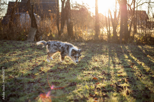 Fototapeta Naklejka Na Ścianę i Meble -  Small beautiful shetland sheepdog puppy running around with small stick in mouth.