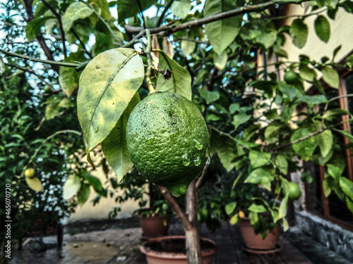 lemon tree in the garden photo