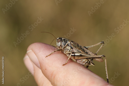 A male Grey Bush-Cricket, Platycleis albopunctata, resting on a finger enjoying the sunshine.  © Sandra Standbridge