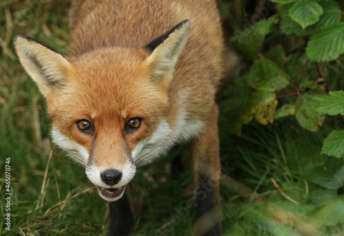 A head shot of a beautiful hunting Red Fox, Vulpes vulpes.  © Sandra Standbridge