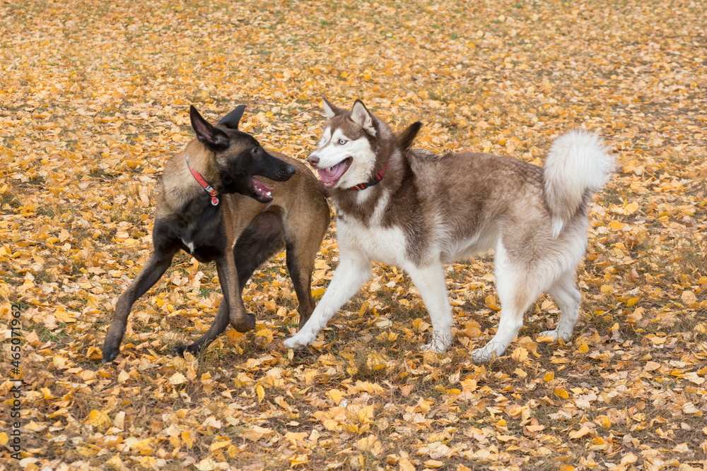 Belgian shepherd puppy and siberian husky are playing on a yellow foliage in the autumn park. Pet animals. Purebred dog. Belgian shepherd puppy and siberian husky are playing on a yellow foliage in the autumn park. Pet animals. Purebred dog.