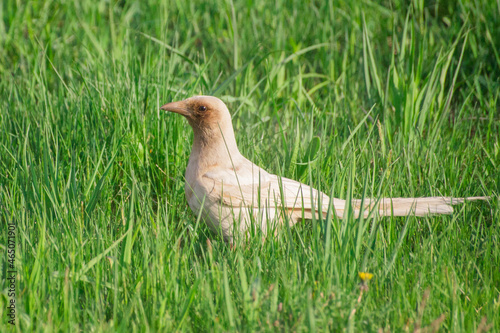 The white magpie on a grass.