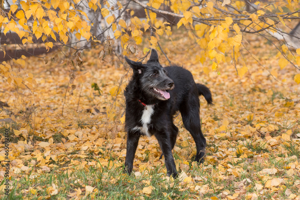Multibred dog puppy is standing on a yellow foliage in the autumn park. Hope for life. Multibred dog puppy is standing on a yellow foliage in the autumn park. Hope for life.
