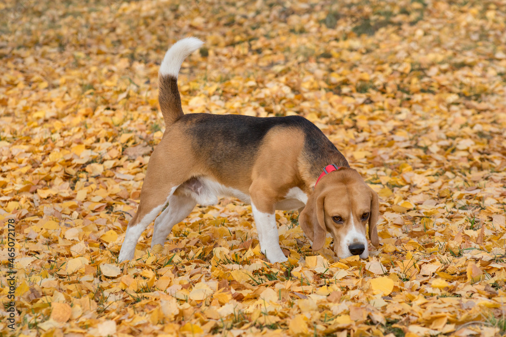 Cute english beagle is sniffing out traces on a yellow foliage in the autumn park. Pet animals. Purebred dog.