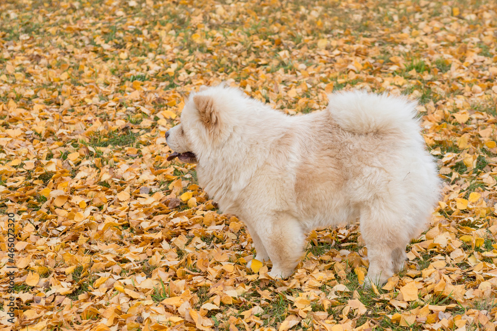 Cute puffy-lion dog is standing on a yellow foliage in the autumn park. Chow chow or chowdren. Pet animals. Purebred dog. Cute puffy-lion dog is standing on a yellow foliage in the autumn park. Chow chow or chowdren. Pet animals. Purebred dog.