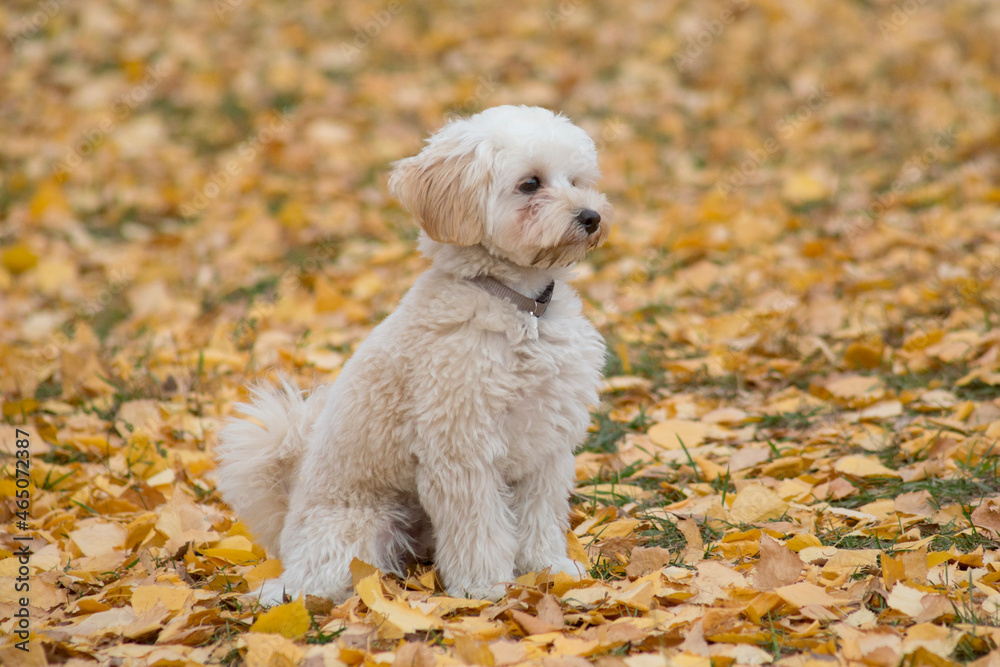 Cute maltepoo puppy is siting on a yellow foliage in the autumn park. Mix of the breeds maltese and poodle. Pet animals. Purebred dog. Cute maltepoo puppy is siting on a yellow foliage in the autumn park. Mix of the breeds maltese and poodle. Pet animals. Purebred dog.