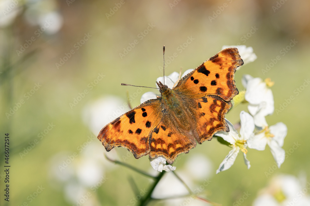 Comma butterfly (Polygonia c-album) on fodder radish blossoms (Raphanus sativus var. oleiformis). Comma butterfly (Polygonia c-album) on fodder radish blossoms (Raphanus sativus var. oleiformis).