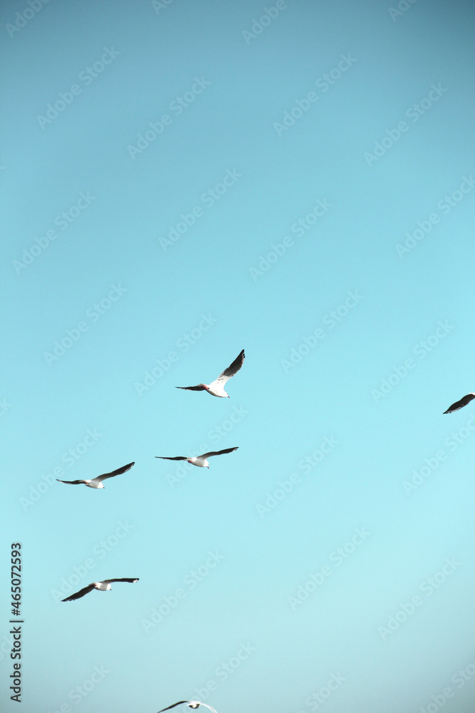 Seagulls fly in the sky. Birds in the sky