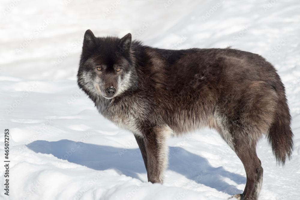 Wild black canadian wolf is looking at the camera. Canis lupus ...